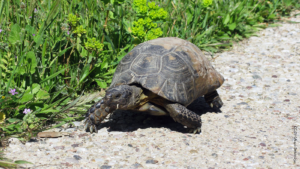 Schildkröten im Kerameikos in Athen