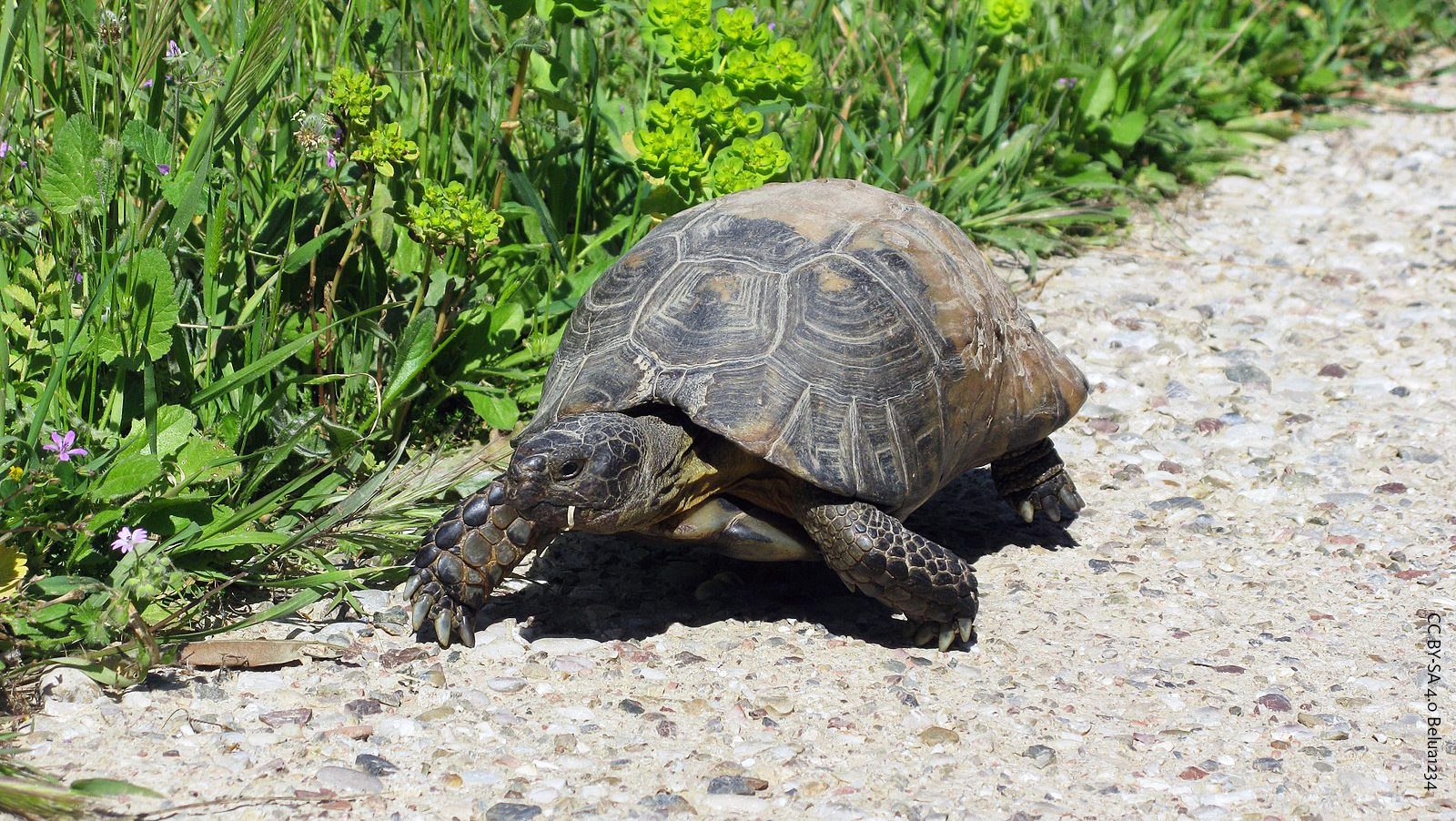 Schildkröten im Kerameikos in Athen